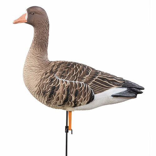 фото Duck mania белолобый гусь 2024