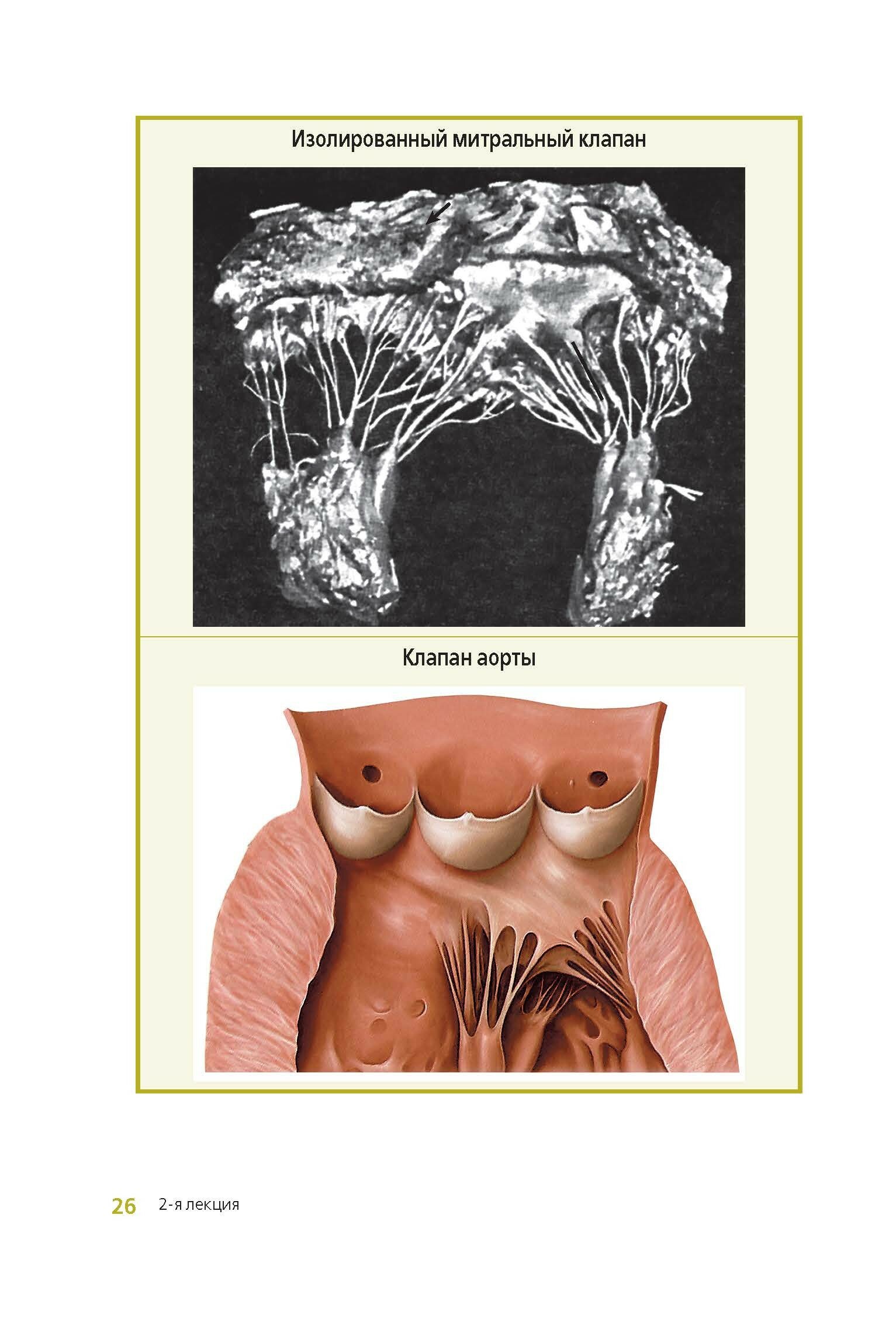 Клиническая анатомия сердца. Иллюстрированный авторский цикл лекций - фото №10