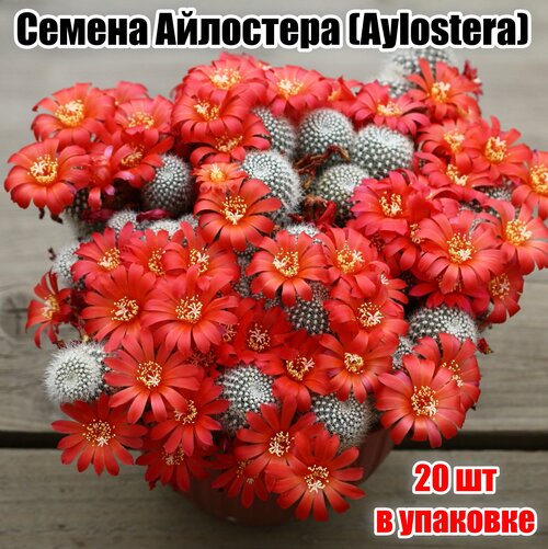 Семена кактуса айлостера (Aylostera) 20шт