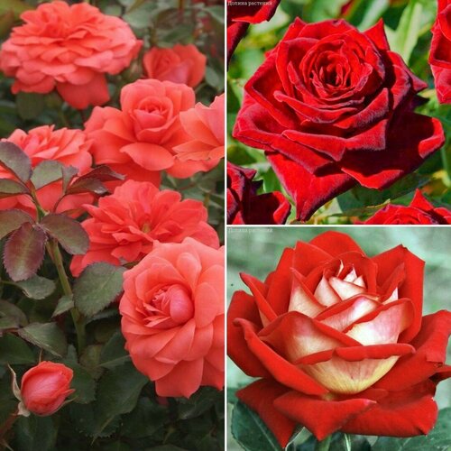 Комплект чайно-гибридных роз Вечерняя Роскошь (саженцы) роза джоландиа vissers