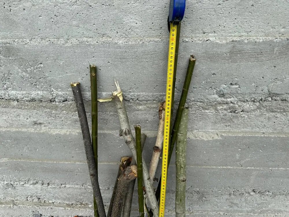 Палка вица 5шт с корой СкладСоветсоюз 180 см длина толщина 2-3 см для корма животным и интерьера