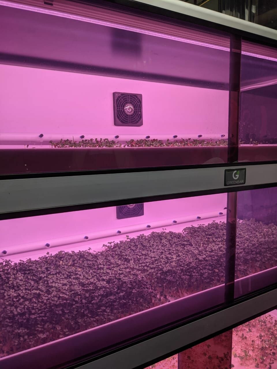 Изображение Витрина для выращивания микрозелени Greenbar MZ-2