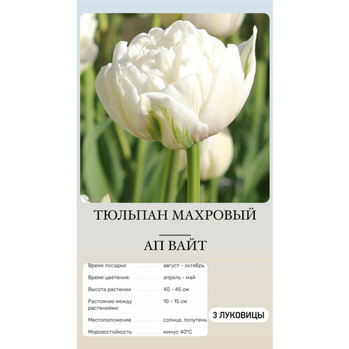 Тюльпан луковицы многолетних цветов