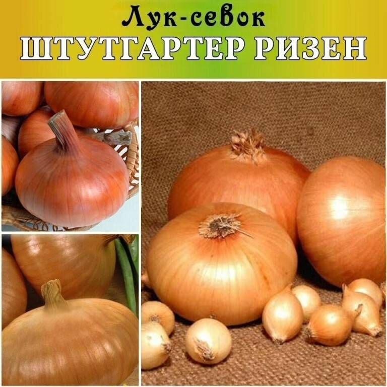 Лук-севок Штутгартер-Ризен 1кг