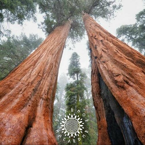 Семена Секвойя - Мамонтово дерево лат Sequoia 20шт от Green Legacy 304₽