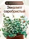 эвкалипт