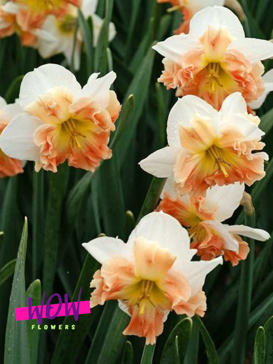 Луковицы цветов  WOW FLOWERS  Нарцисс Кум Лауд ( 5 шт ) бело-коралловый