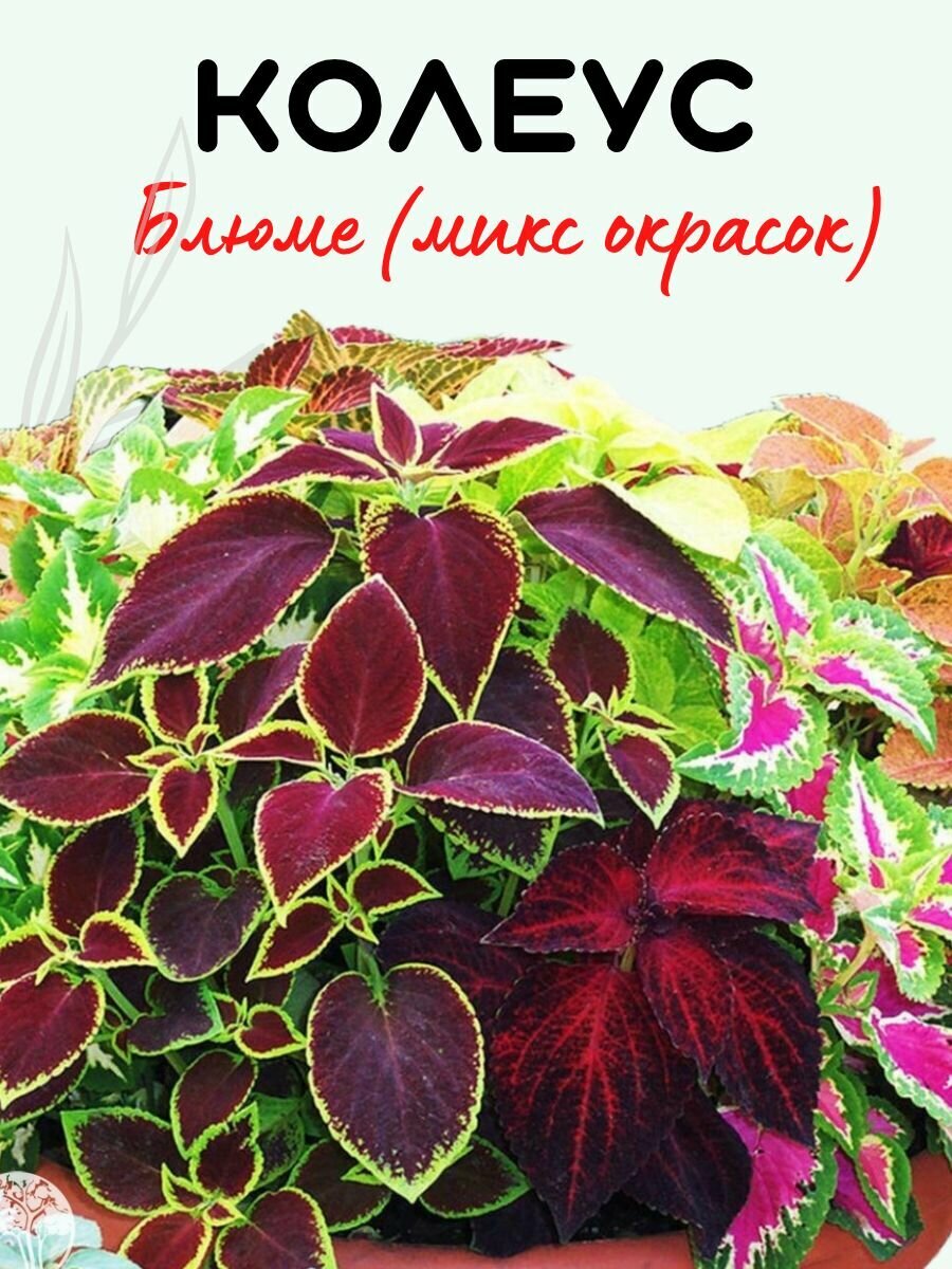 Колеус Блюме микс