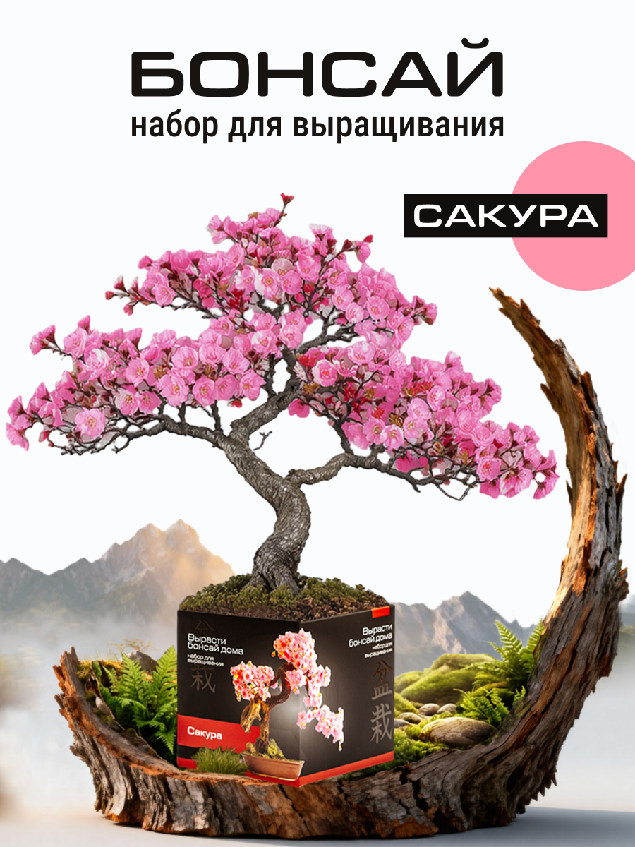 Набор для выращивания растений "Вырасти Бонсай Дома. Сакура" в подарочной коробке
