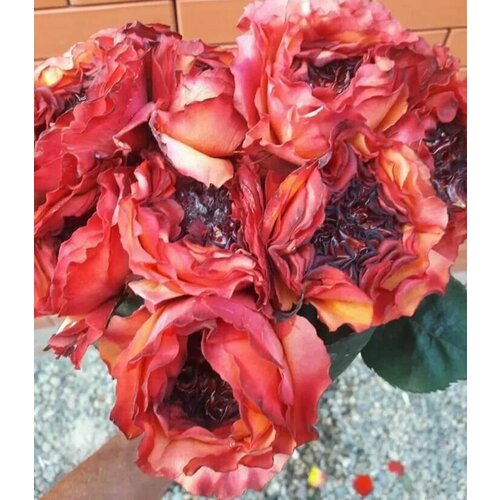 Роза карневор (хищник)