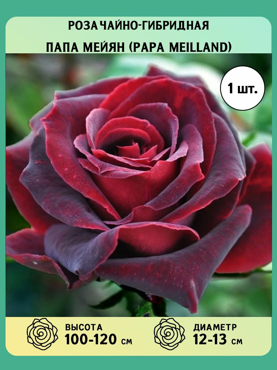 Роза чайно-гибридная Папа Мейян саженец - купить с доставкой по выгодным ценам в