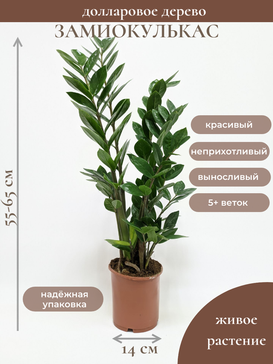 Замиокулькас 5+ веток  диаметр горшка 14см высота 50-60см