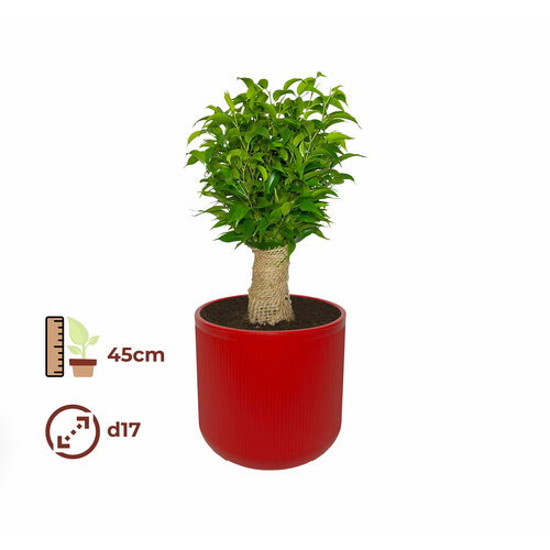 Фикус Бенджамина Наташа 17/45, цвет кашпо красный