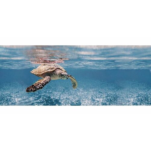 Керамическая плитка Дельта Керамика Ocean Turtle Декор 20x50 (цена за 20 шт)