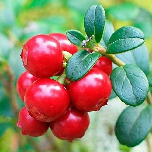 Брусника 'Коралл'