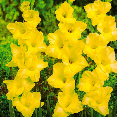 Гладиолус ROUTE DU SOLEIL (5 луковиц)