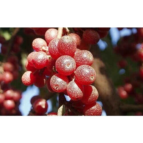 Шефердия - Буйволиная ягода - Мыльная ягода (лат. Shepherdia) семена 10 шт + подарочек