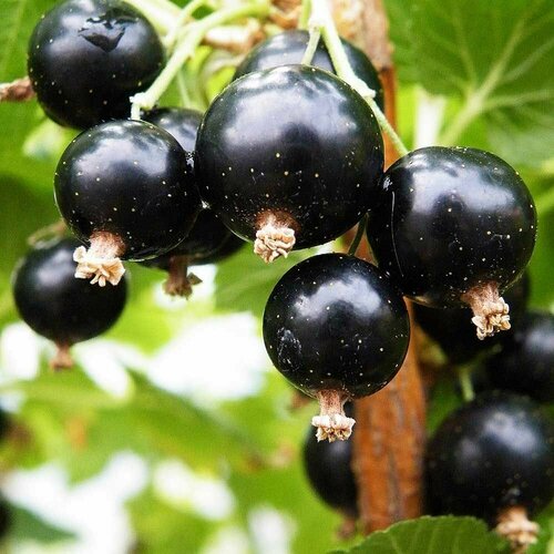 Смородина черная (лат. Ribes nigrum) семена 25шт + подарочек