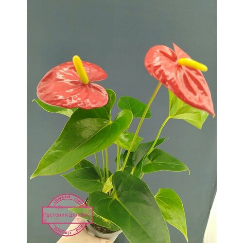 Живое комнатное растение в горшке Антуриум Андрианум красный