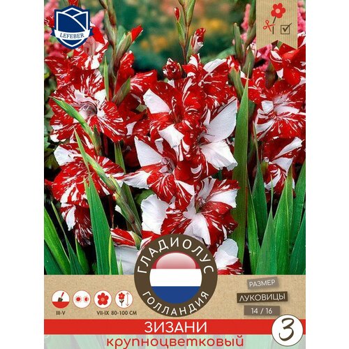 Гладиолус крупноцветковый Зизани