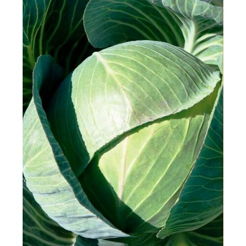 Капуста бк F1 Каунтер 245₽