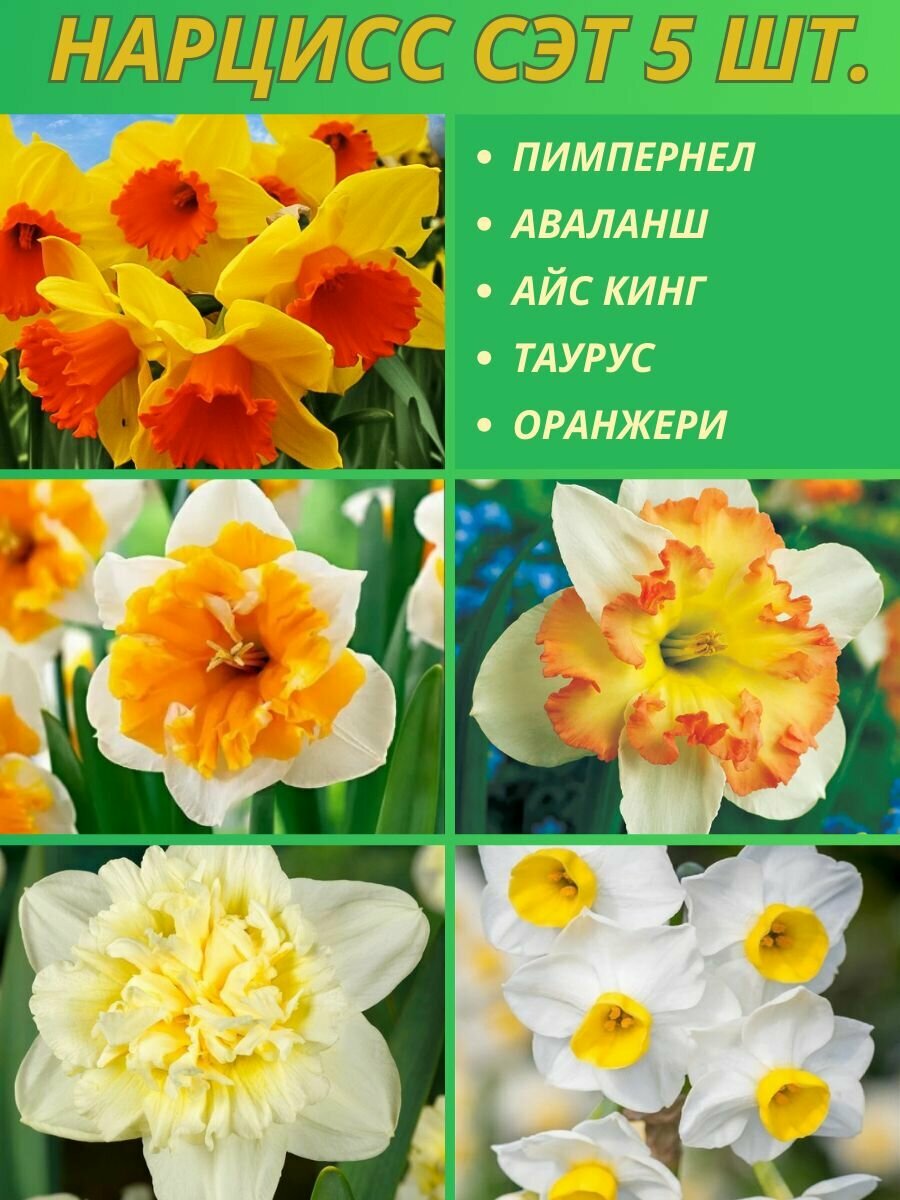 Нарциссы луковицы сет 5 штук