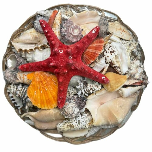Набор ракушек 