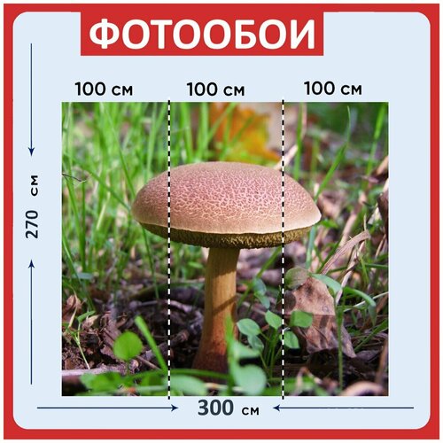 Фотообои Гриб коричневый одинокий 300x270 см флизелиновыена стену 3950₽