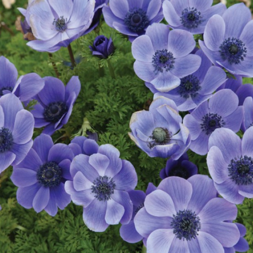 Ветреница ( Анемона ) Мистер Фоккер 10 шт