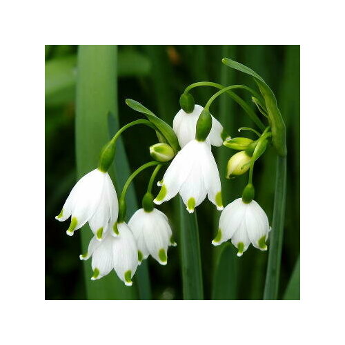 Белоцветник летний, 5 шт/уп