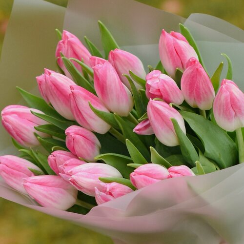 Изображение товара Букет розовых голландских тюльпанов 21 шт , подарок на 8 марта любимой девушке, жене, маме