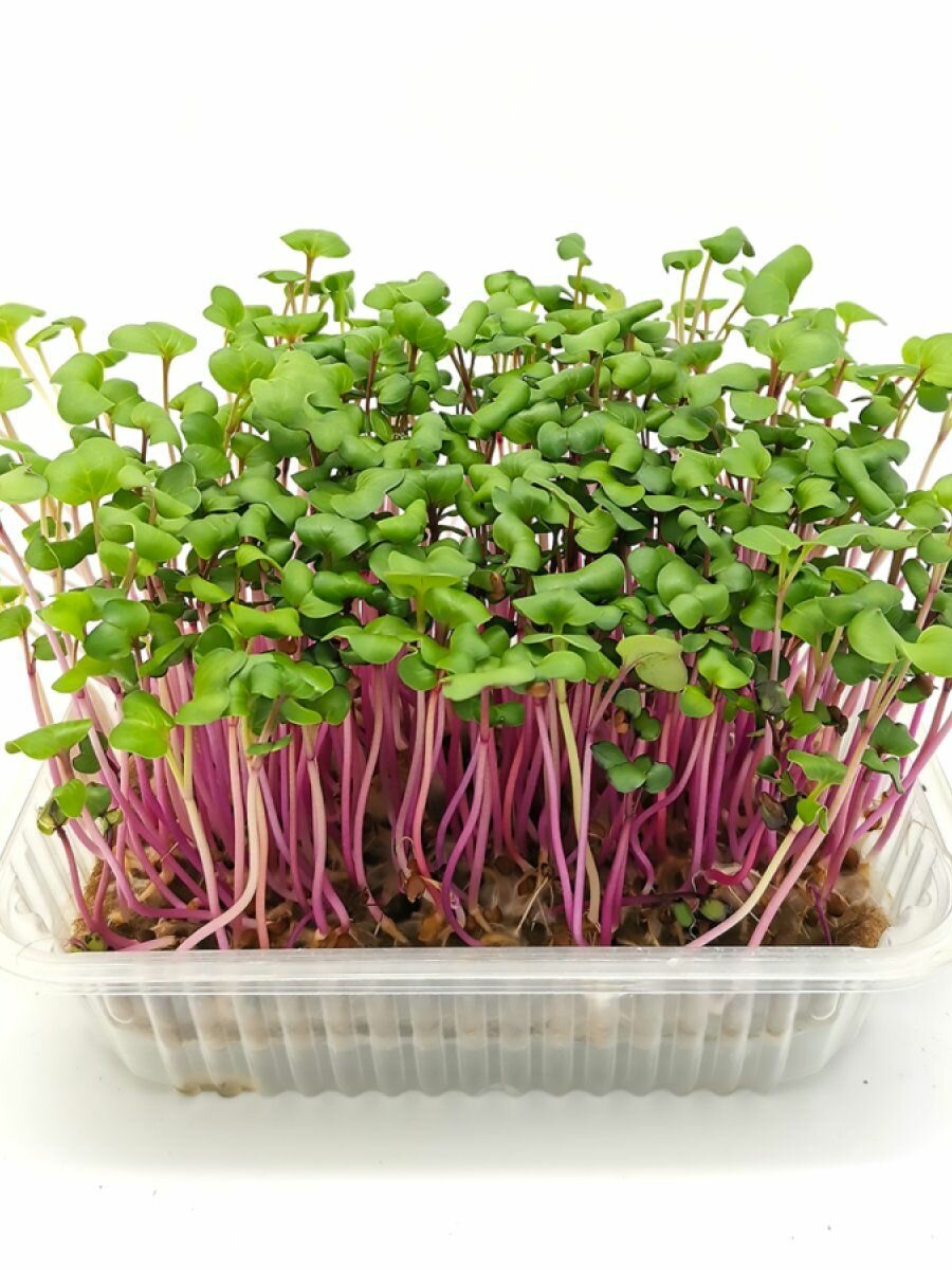 Микрозелень Семена Редиса Ред Корал для проращивания (5 г)