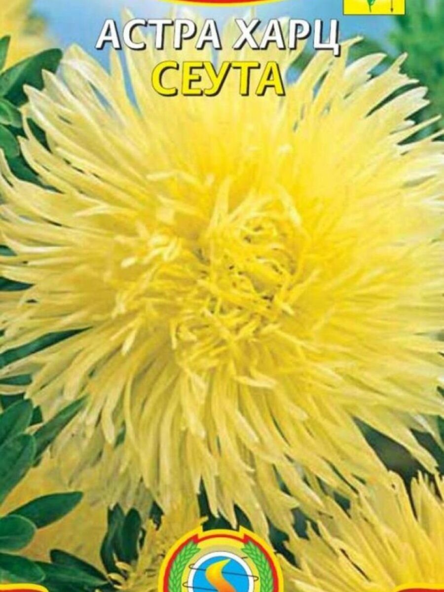 Астра Харц Сеута 03 г Плазменные семена