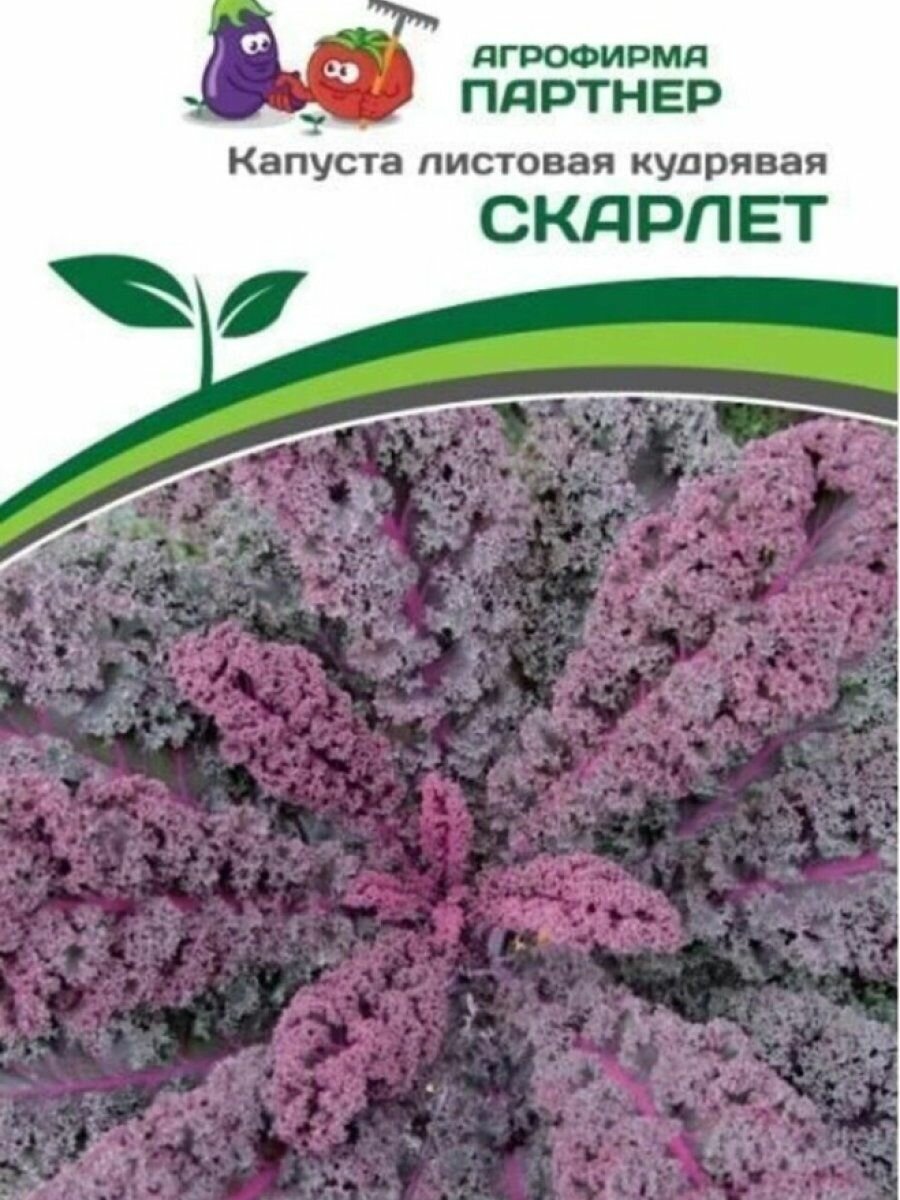Семена Капуста листовая кудрявая Скарлет 03 гр. Партнер