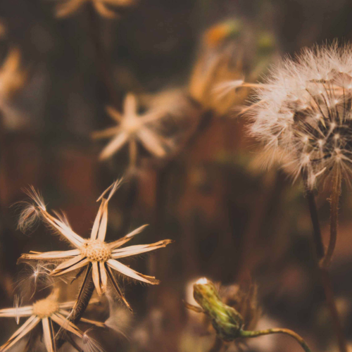 Изображение товара Самоклеящаяся антивандальная пленка для декора мебели и кухонных фартуков. "Одуванчики и цветы". 60х155 см.