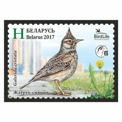 Почтовые марки Беларусь 2017г. Хохлатый жаворонок Птицы MNH