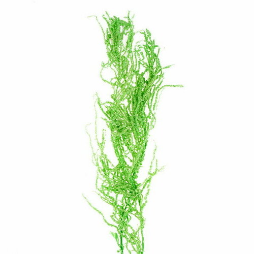 Сухие цветы амаранта, 100 г, размер листа: от 50 до 60 см, цвет зелёный искусственные цветы и сухоцветы ягоды бархат амурский на ветке цвет зелёный металлическая ножка в пластиковой трубке