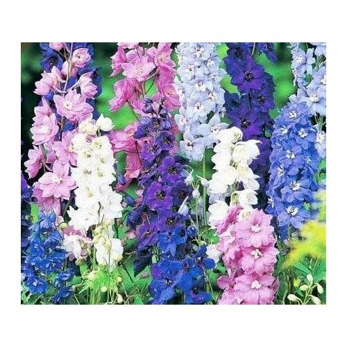 Дельфиниум Смесь Окрасок (семена). Szkolka roslin A.M.