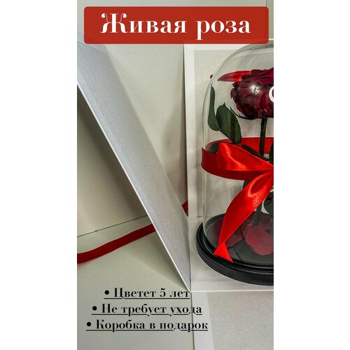 Живая роза в колбе Premium бордовая/красная 27*15 подарочная коробка, стабилизированный цветок, подарок любимой, день рождения