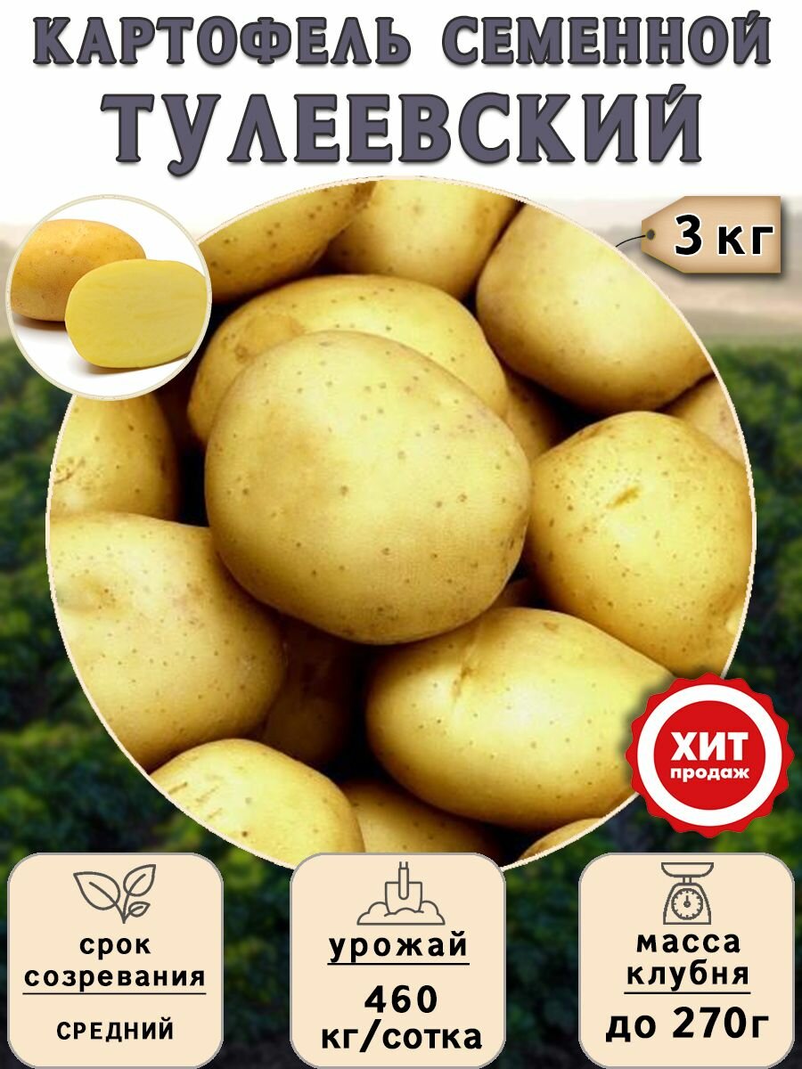 Картофель семенной на посадку Тулеевский (суперэлита) 1 кг Средний