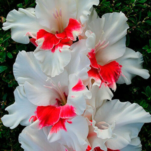 Луковица Гладиолус крупноцветковый Весточка