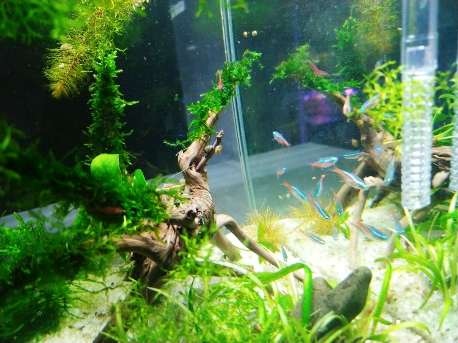 Мини-аквариум "Под ключ", бесшовный Premium - фотография № 10