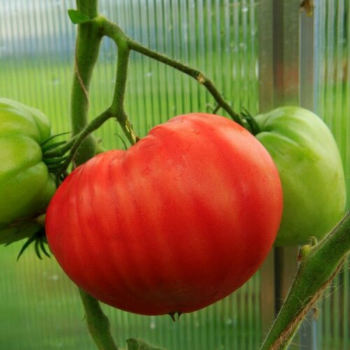 Томат Пухлые щечки автор. (семена).