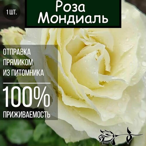 Саженец розы Мондиаль / Чайно гибридная роза саженец розы джульетта чайно гибридная роза