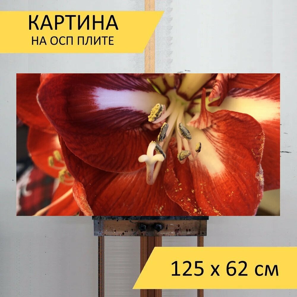 Картина на ОСП 125х62 см. "Амариллис цветок цветок амариллис" горизонтальная для интерьера с креплениями