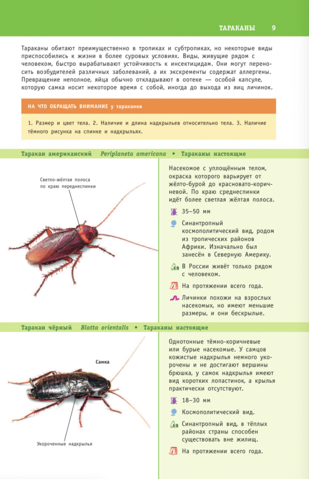 Насекомые России (Полевод Владимир Анатольевич, Гомыранов Илья Алексеевич) - фото №5