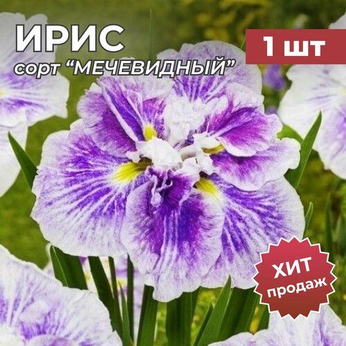 Ирис Мечевидный, корень/корневище ириса на посадку динерплейт чизкейк кейк 1 шт ирис мечевидный корень корневище ириса на посадку диннерплейт капкейк 1 шт