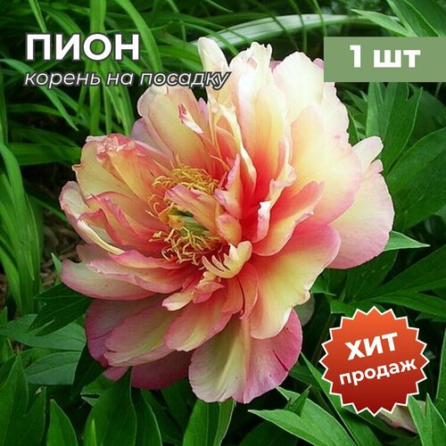 Пион/Корневище пиона на посадку Джулия Роуз ито (1шт)