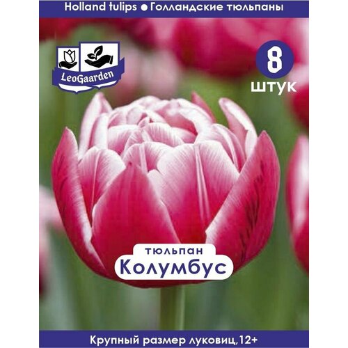 Тюльпан Луковица, Колумбус, 8 шт, разбор 12+ луковицы тюльпанов для посадки тюльпан чирс 5 шт