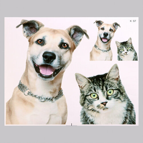 Наклейка 3Д интерьерная Домашние питомцы 5040см 622₽